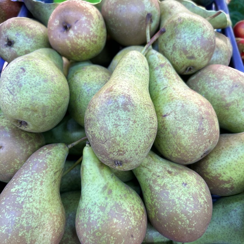 Conference Pears